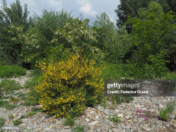 yellow scotch broom and white robinia pseudoacacia flowers - scotch broom stockfoto's en -beelden