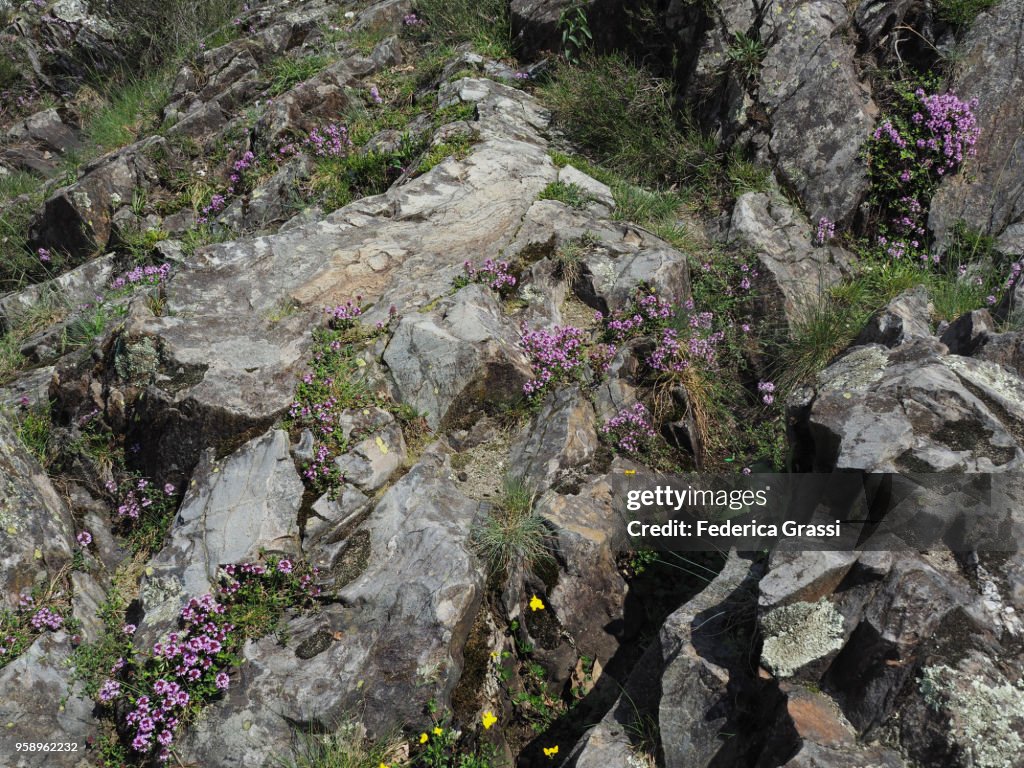 Wild Thymus Serpillum On The Riverbank Of Torrente Cannobino