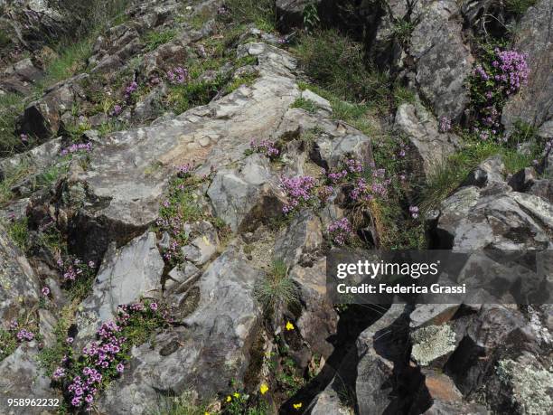 wild thymus serpillum on the riverbank of torrente cannobino - thymus stock pictures, royalty-free photos & images
