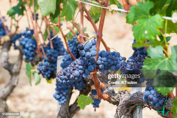 ripening grape clusters on the vine in the fall - wax fruit stock pictures, royalty-free photos & images