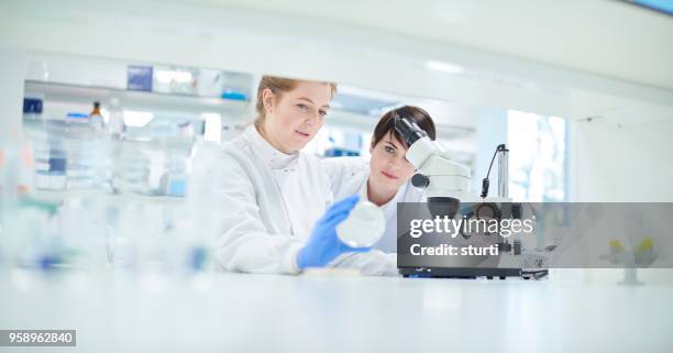 biochemistry student with lecturer - microplate stock pictures, royalty-free photos & images