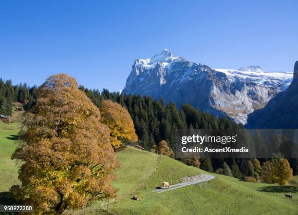 grindelwald swiss alps - wetterhorn stock pictures, royalty-free photos & images
