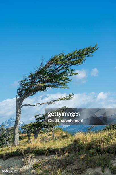 typical flag tree in tierra del fuego, patagonia - província tierra del fuego argentina imagens e fotografias de stock