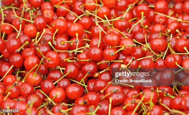 montmorency cherries at the market - bitter stock pictures, royalty-free photos & images