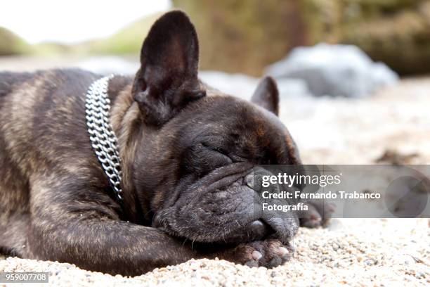 dog sleeping on the beach - dogs in sand stock pictures, royalty-free photos & images