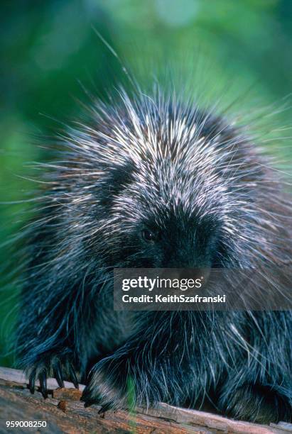 stekelvarkens van de jonge - porcupine stockfoto's en -beelden