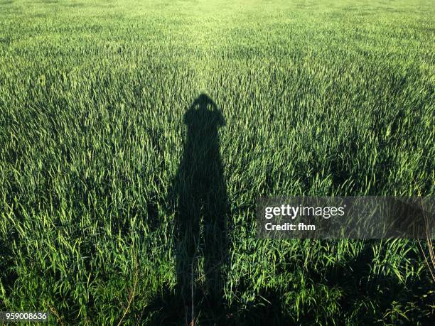 Shadow of one person in a green wheat field