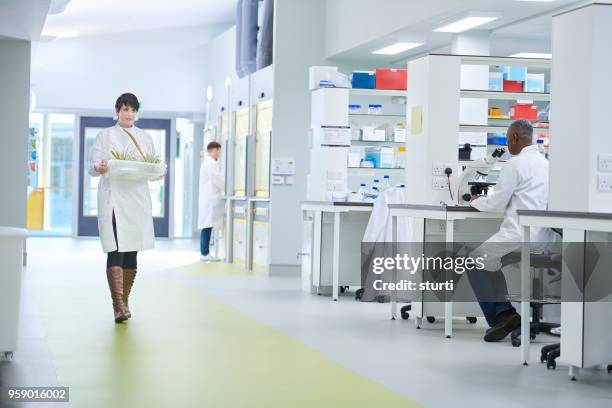 biochemist lab - microplate stock pictures, royalty-free photos & images