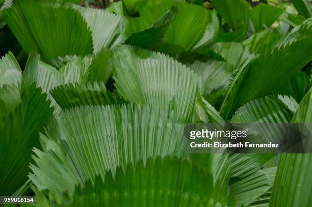 saw palmetto palm (serenoa repens) - saw palmetto stock pictures, royalty-free photos & images