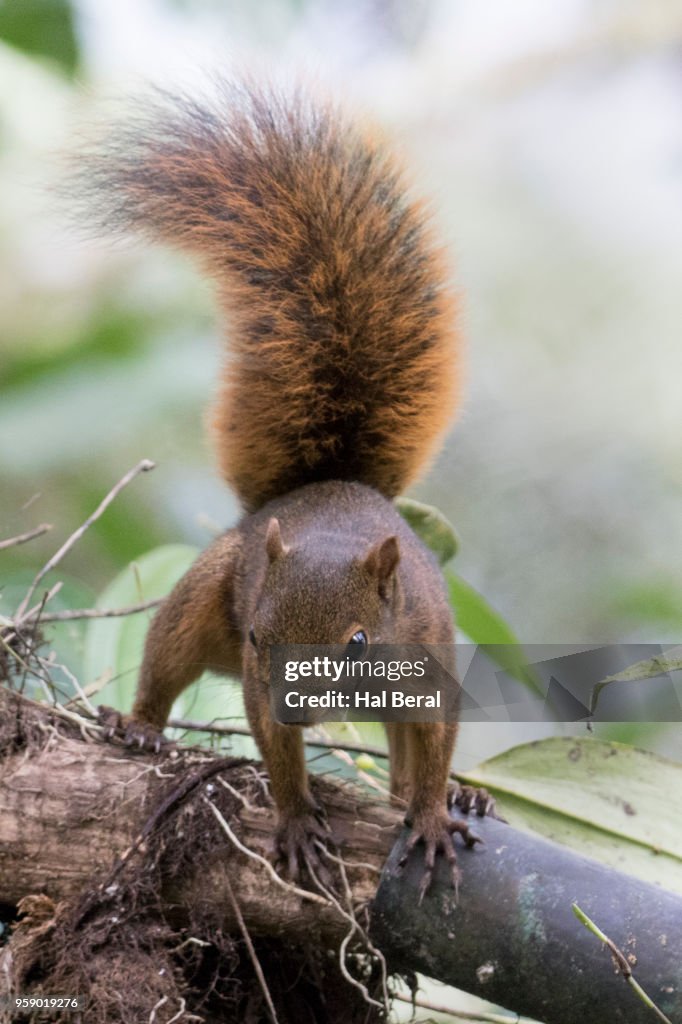 Red-Tailed Squirrel