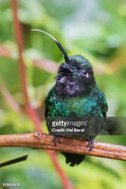 tourmaline sunangel hummingbird male with extended tongue - halbergman or hal bergman stockfoto's en -beelden