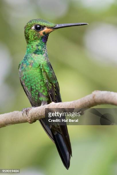 empress brilliant hummingbird male - halbergman or hal bergman stockfoto's en -beelden