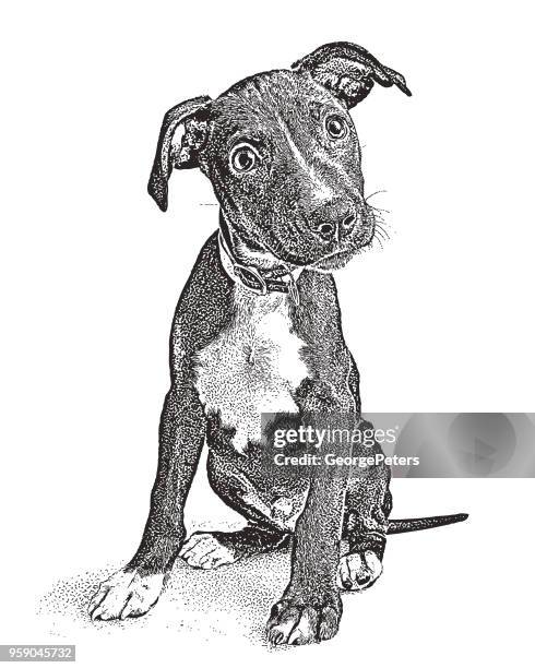 illustrazioni stock, clip art, cartoni animati e icone di tendenza di carino cucciolo terrier di razza mista che spera di essere adottato - occhiata laterale