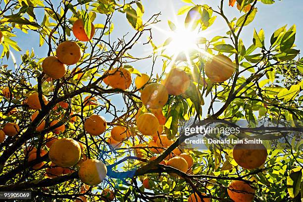 grapefruit tree - grapefruit tree stock pictures, royalty-free photos & images
