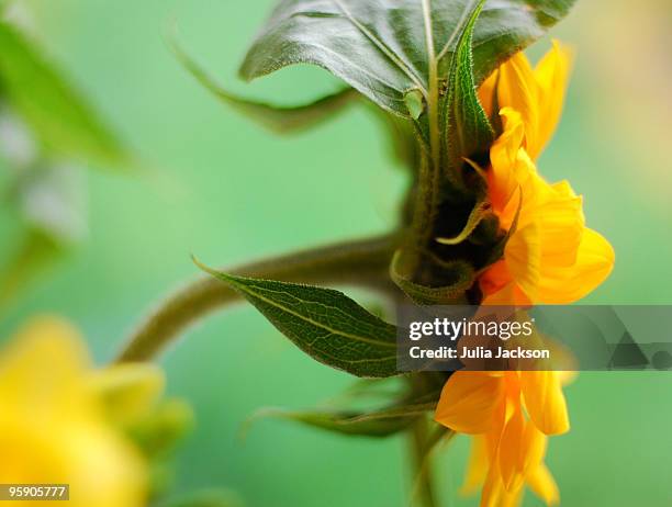 sunflower - julia jackson stock pictures, royalty-free photos & images