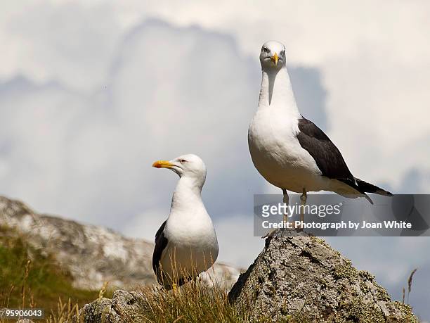 lesser black backed gulls - on guard - guard fife stock pictures, royalty-free photos & images
