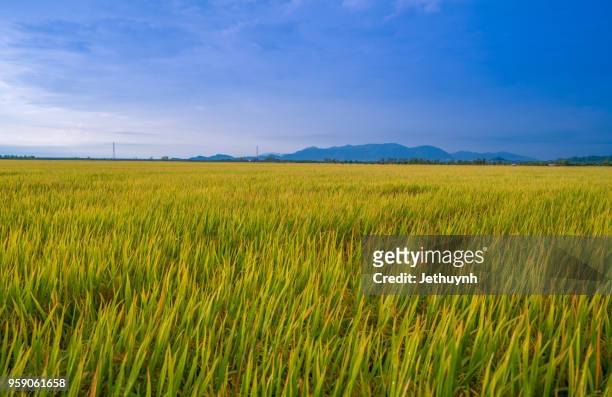 yellow rice paddy field in chau doc, an giang, vietnam - chau doc stock pictures, royalty-free photos & images
