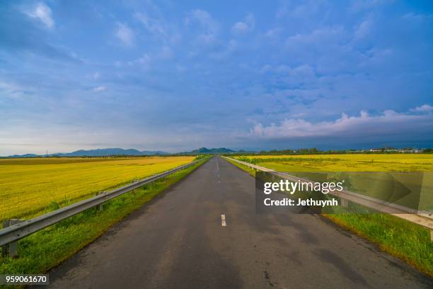 empty free road with yellow rice paddy field two- sided left right in chau doc, an giang, vietnam - chau doc stock pictures, royalty-free photos & images