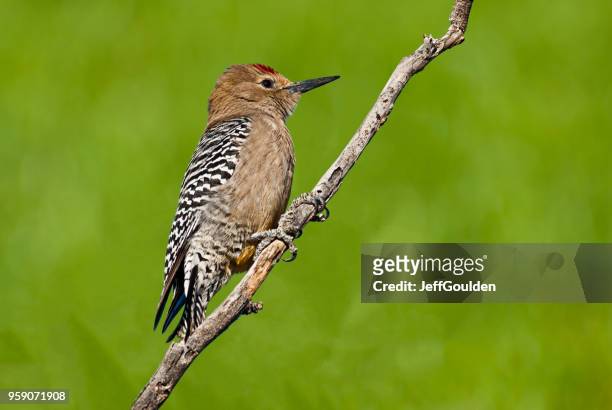male gila woodpecker - jeff goulden stock pictures, royalty-free photos & images