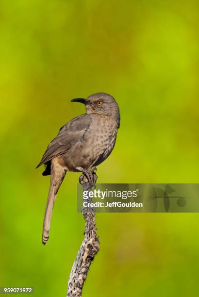 curve-billed thrasher - jeff goulden stock pictures, royalty-free photos & images