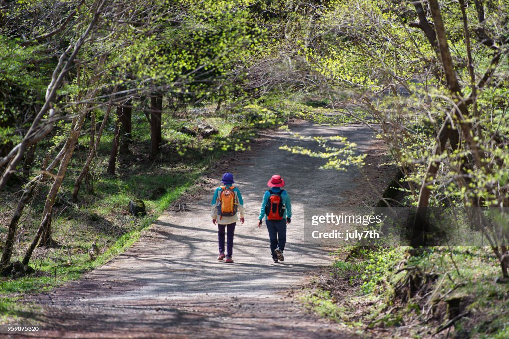 Caminhadas de floresta de primavera