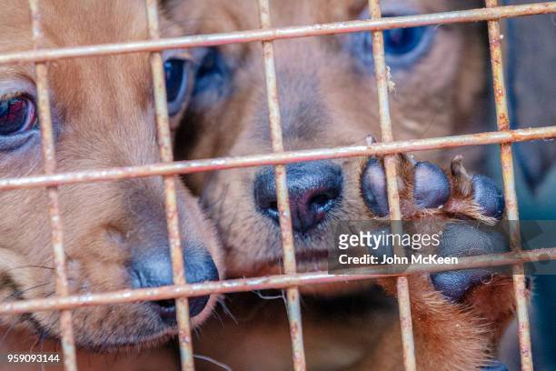 caged puppies - sfruttamento degli animali foto e immagini stock