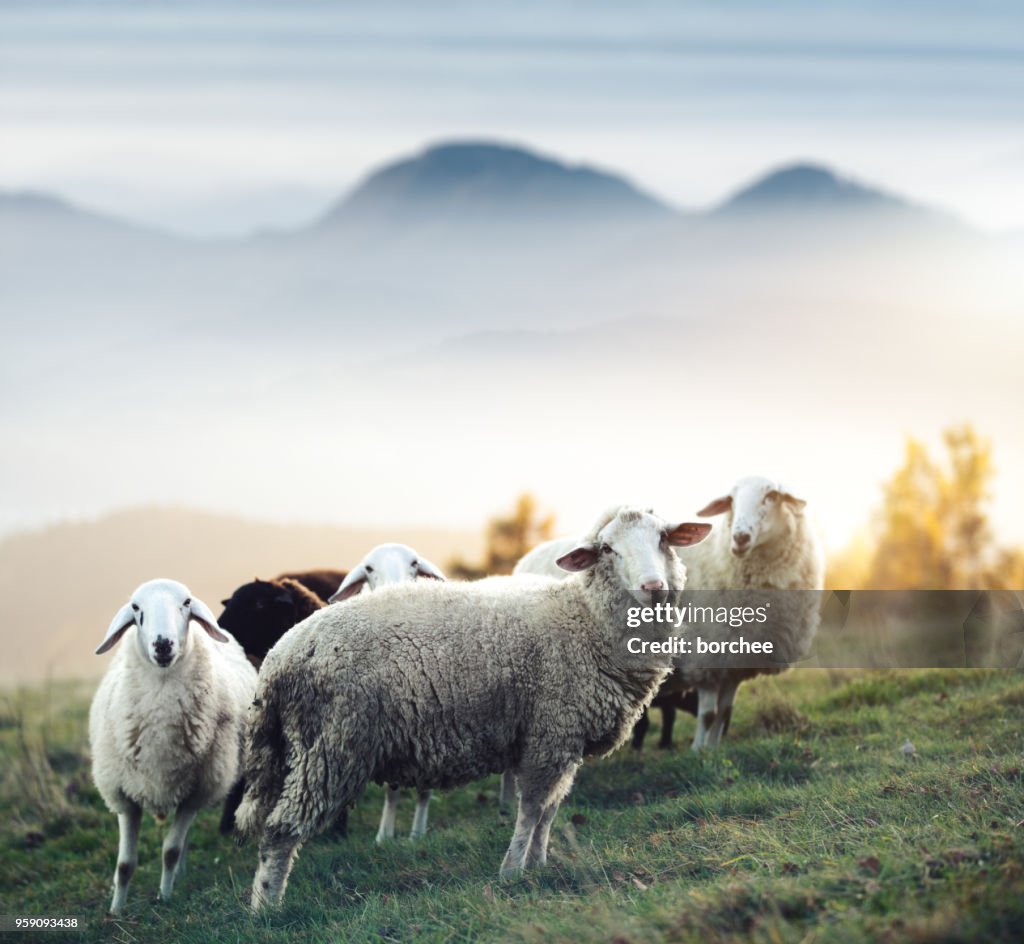 Kudde schapen op een weiland