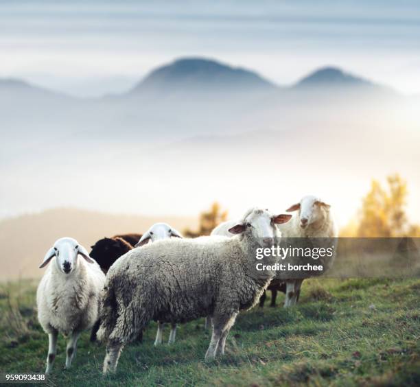 flock of sheep on a pasture - wool imagens e fotografias de stock