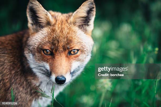 fox in the meadow - fox eyes stock pictures, royalty-free photos & images