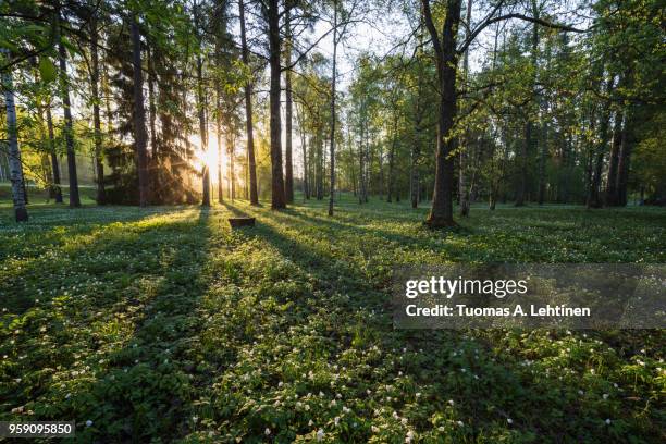 meadow in finland in summer - anemone dei boschi foto e immagini stock