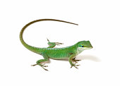 Green anole on white background