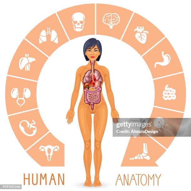 illustrazioni stock, clip art, cartoni animati e icone di tendenza di corpo umano e organi interni - valvola umana