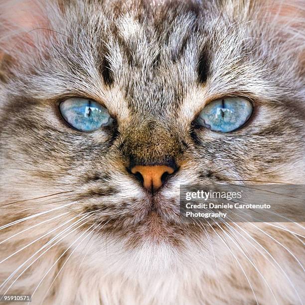 close up of cat face - daniele carotenuto fotografías e imágenes de stock