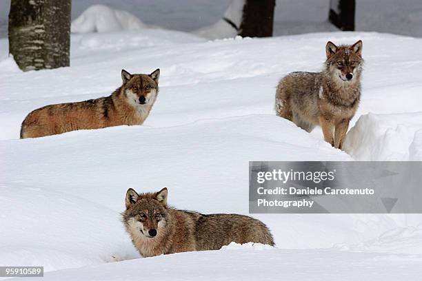 young wolves in the snow - daniele carotenuto fotografías e imágenes de stock