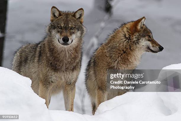 wolves in  snow - daniele carotenuto stock-fotos und bilder