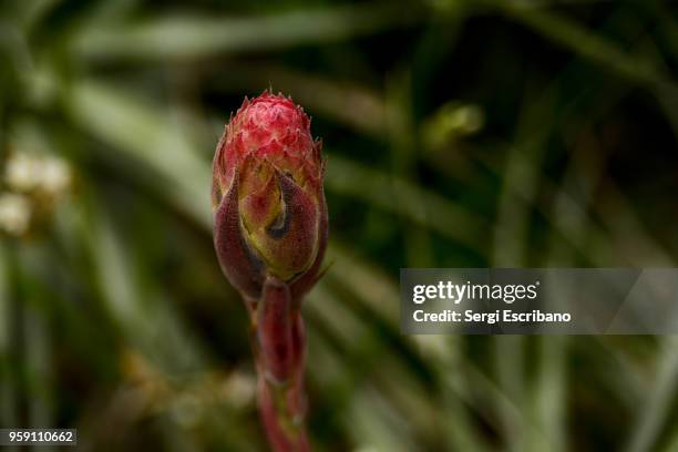 puya venusta, locally called chagualillo, chagual non-chagual boy, is a species of the bromeliaceae family. - bromeliaceae stockfoto's en -beelden