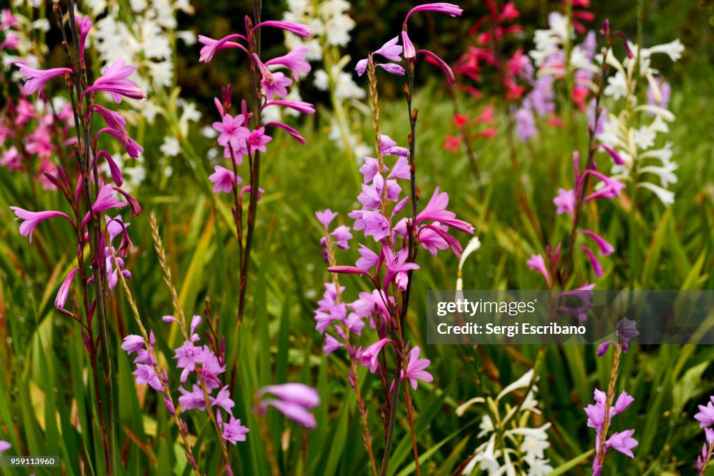 Watsonia marginata