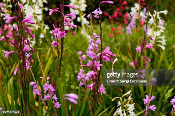 watsonia marginata - marginata 個照片及圖片檔