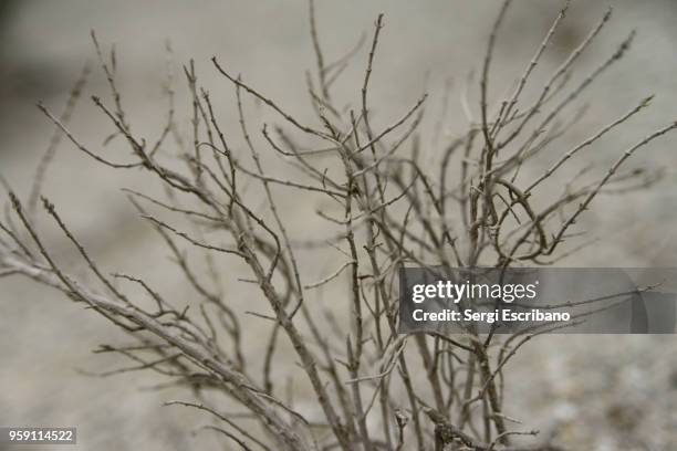 thymus moroderi, threatened species - thymus stock pictures, royalty-free photos & images
