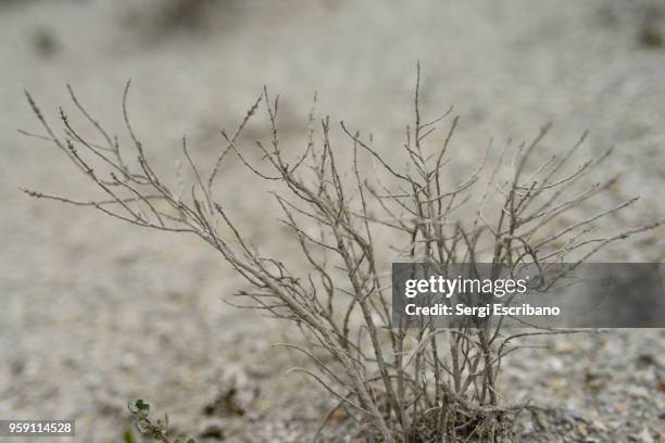 thymus moroderi, threatened species - thymus stock pictures, royalty-free photos & images
