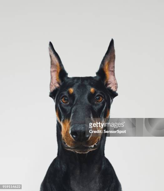 retrato de perro dobermann mirando a cámara - doberman pinscher fotografías e imágenes de stock