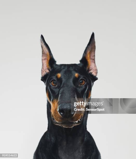 dobermann hond portret camera kijken - bewaken stockfoto's en -beelden