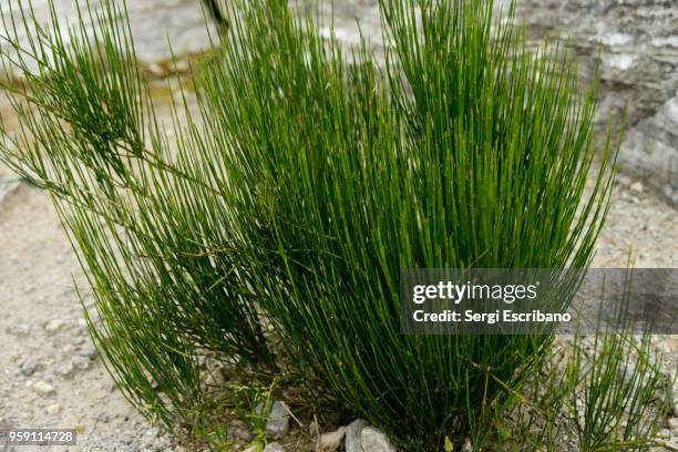 ephedra distachya,threatened species - ephedra distachya stock pictures, royalty-free photos & images