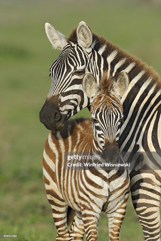 Common zebras