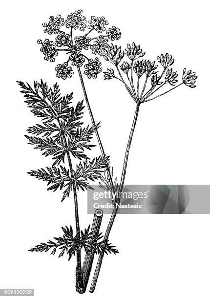 ilustrações de stock, clip art, desenhos animados e ícones de caraway, meridian fennel, persian cumin (carum carvi) - cominho