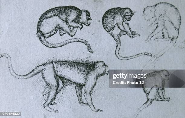 Pen sketch on monkeys by Pisanello painter of the early Italian Renaissance and Quattrocento. Dated 15th Century.