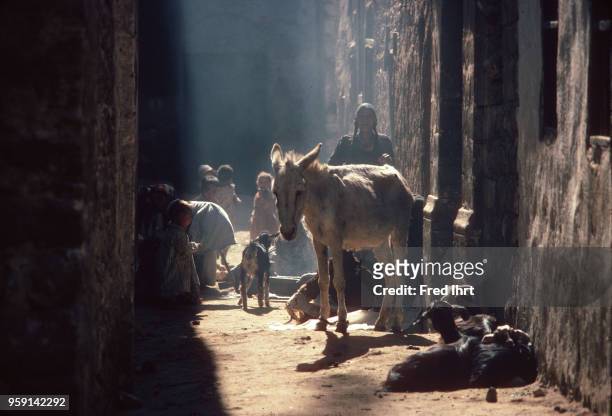 Mule, goats kids and a woman in an alley in Cairo in 1977, street life.