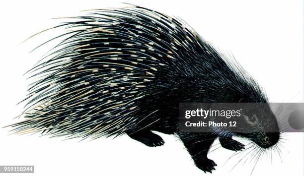 North African porcupine .
