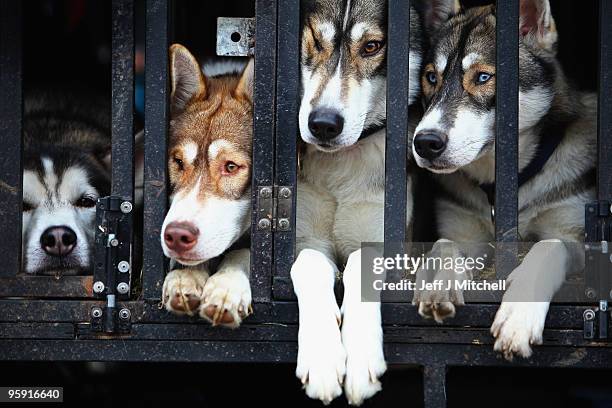 Huskies look out from their pen as competitors prepare for the 27th annual Aviemore Husky Sled Dog Rally beside Loch Morlich on January 21, 2010...