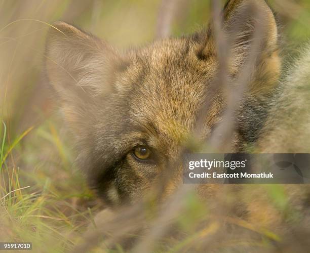 grey wolf pup hiding in bushes - überfall stock-fotos und bilder